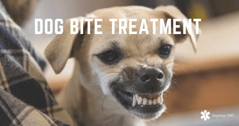 do dog bites require antibiotics